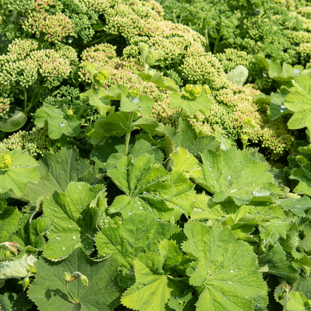 Alchemille molle thriller - le pot / ø 8cm