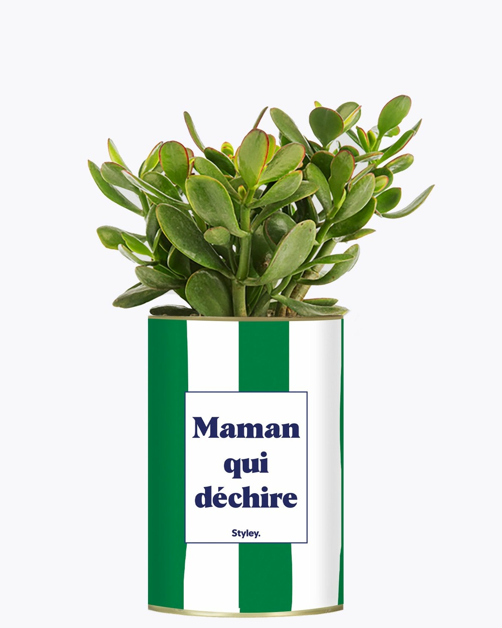 Plante facile à entretenir - maman qui déchire - cactus