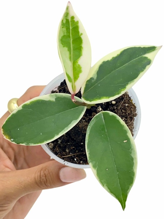 Hoya carnosa krimson queen - pot de 6cm