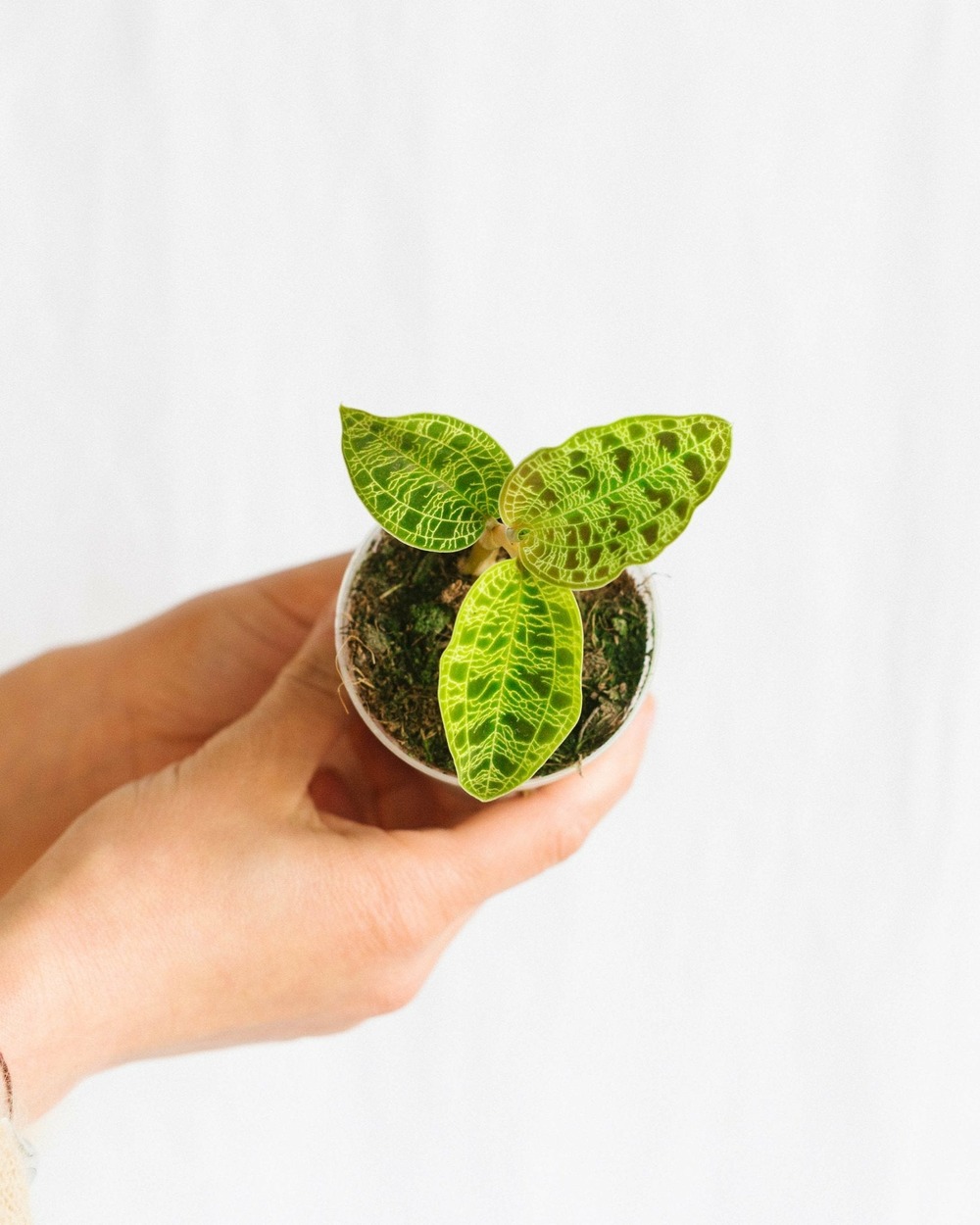 Macodes petola 8cm - plante d'intérieur