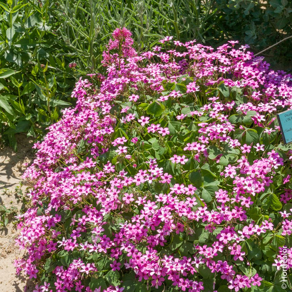 Oxalis articulata, oxalis floribunda ou oxalis articulé rose | Truffaut