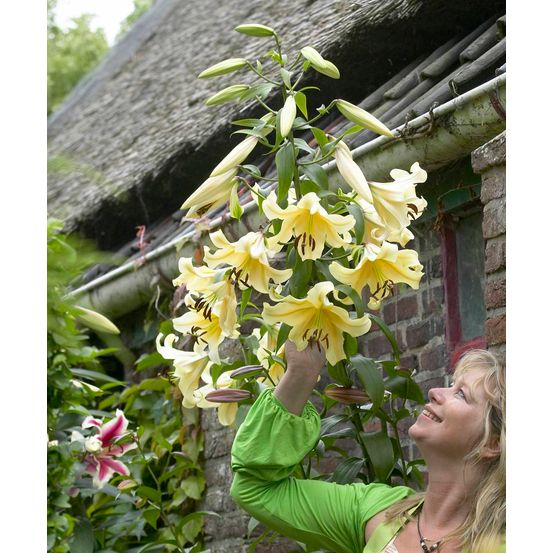 Lys dizzy - 2 bulbes