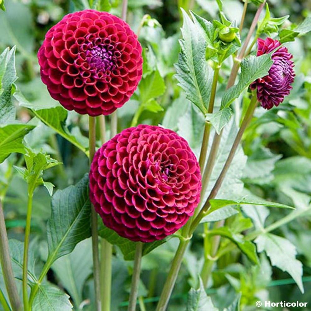 Dahlia pompon 'ivanetti' bulbe calibre i