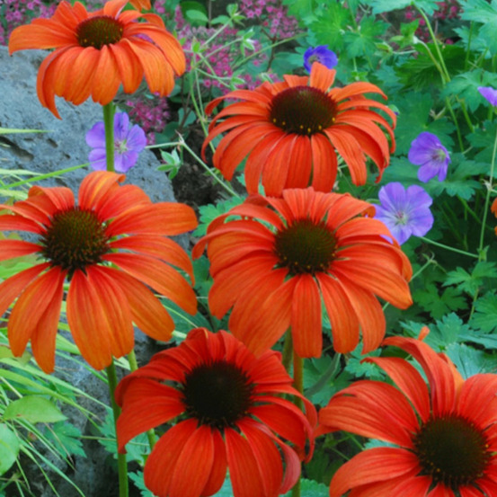 Échinacée tangerine dream® godet - 5/20 cm