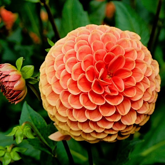 Dahlia ralphie boule - coffret de 24 bulbes