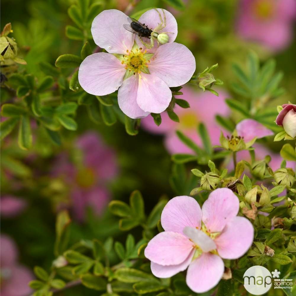 Potentilla fruticosa lovely pink® 'pink beauty':pot 4l | Truffaut