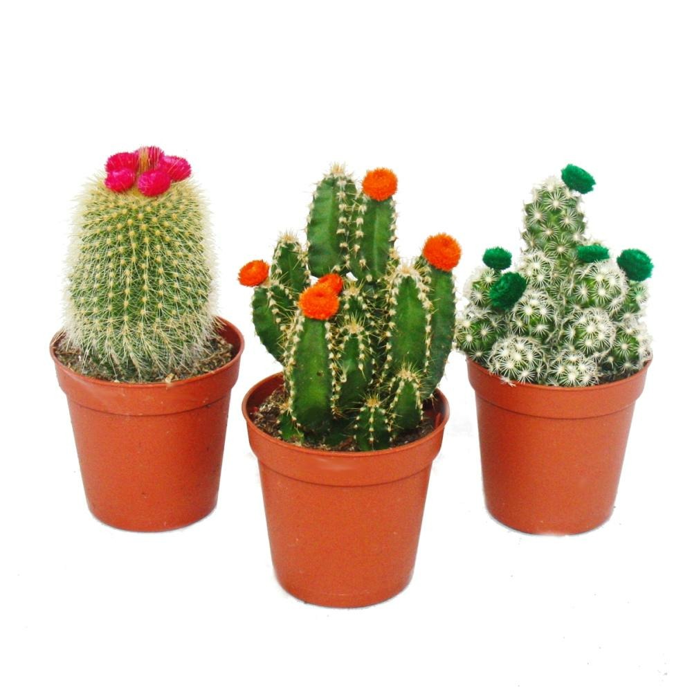 Cactus set - 3 plantes diffrentes dans un pot de 5,5 cm avec des fleurs de  paille colores | Truffaut