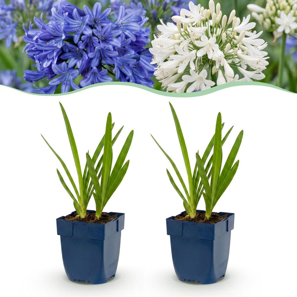 Agapanthes en duo bleu et blanc - 12 plants - h 15-25 cm, pot ø11 cm