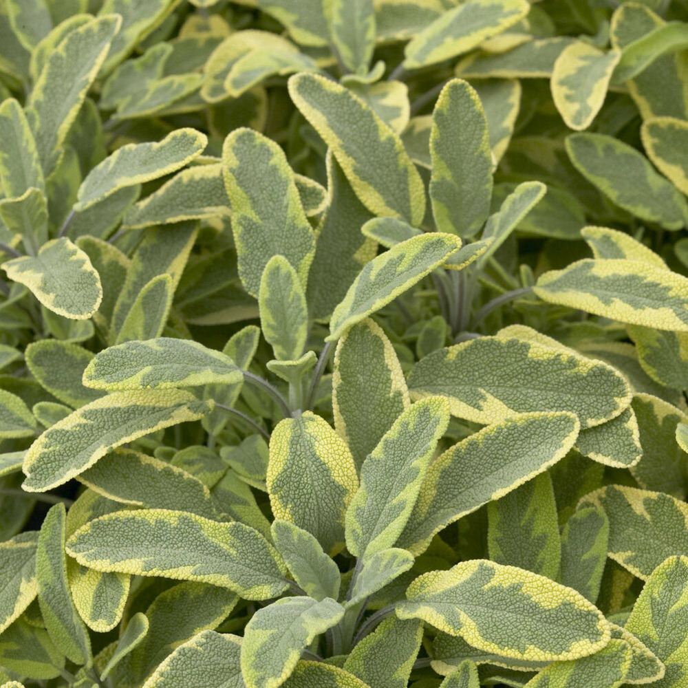 Sauge officinale aurea - le pot / ø 9cm