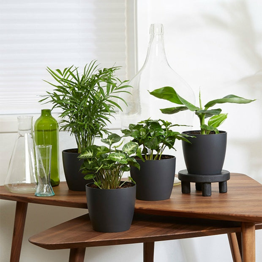 Plantes d'intérieur tropicales et ses cache-pots gris elho - les 4 pot de 12 cm et 4 caches pots elho d14