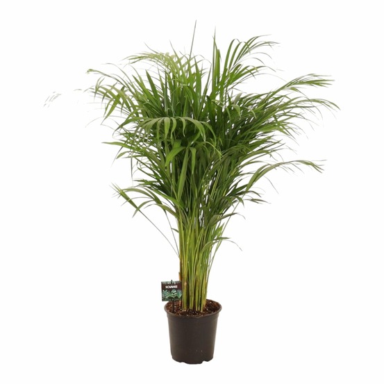 Dypsis lutescens - h110 cm - ø21 cm