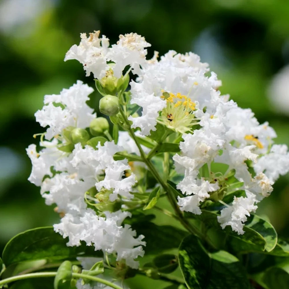 Lilas des indes monbazillac, lagerstroemia pot de 3l - touffe