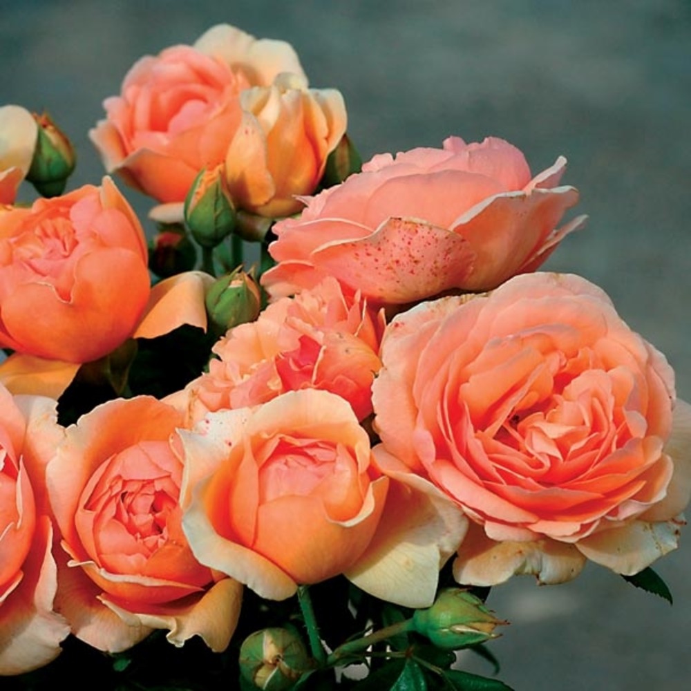 Rosier générosa® 'nicole mioulane'® pot de 4l/5l