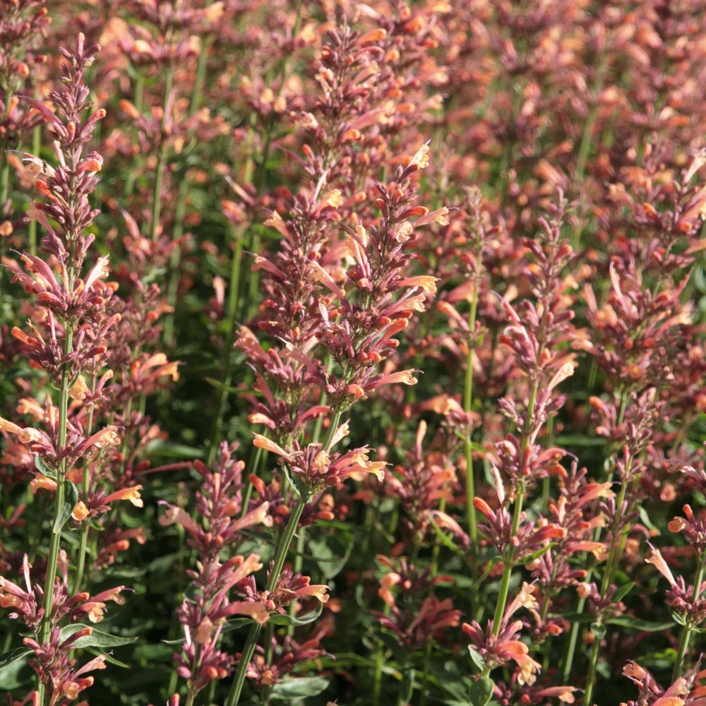Agastache 'kolibri' godet de 8/9 cm