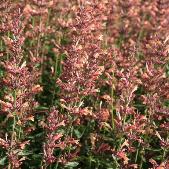 Agastache 'kolibri' godet de 8/9 cm