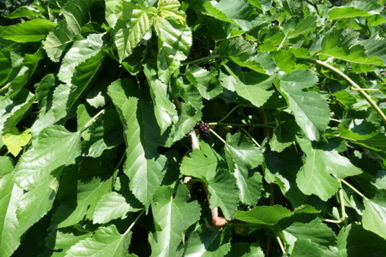 Morus kagayamae bombycis - pot 15 l