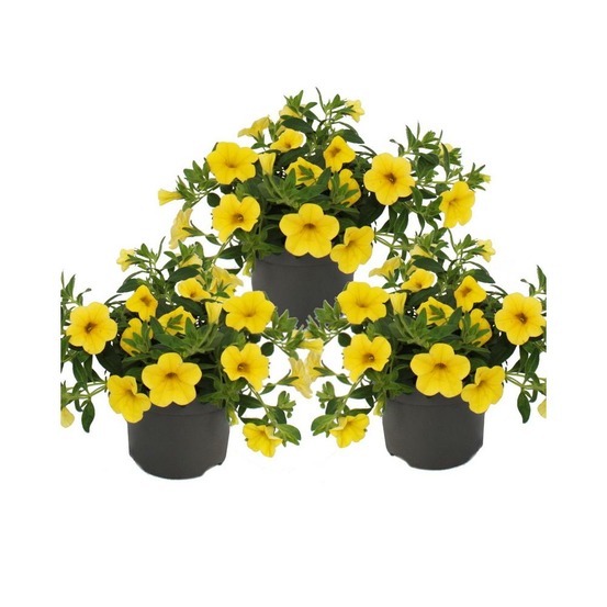 Cloches magiques - mini pétunia suspendu - calibrachoa - pot 12cm - set de 3 plantes - jaune