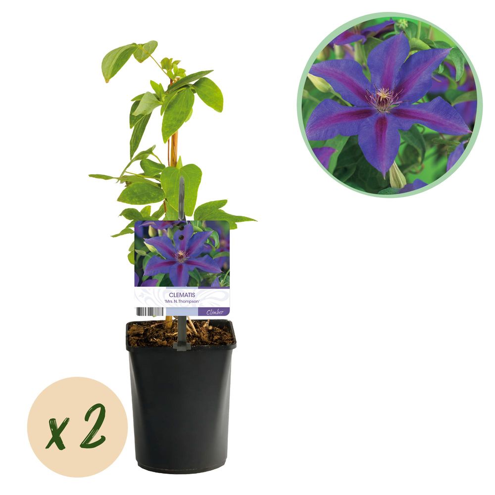 Clématite 'mrs. N. Thompson' - pot 11 cm - hauteur 40 cm - plante d'extérieur