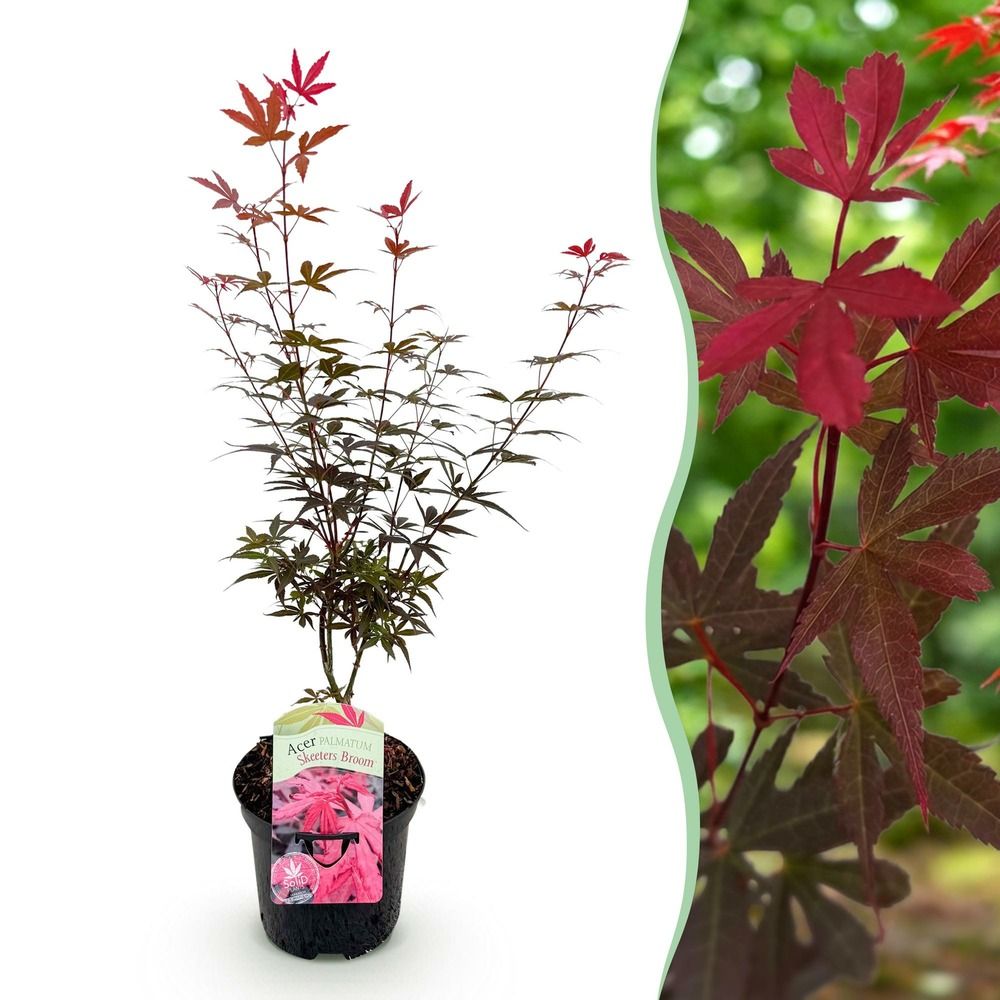 Érable du japon 'skeeter's broom' - pot 19 cm - hauteur 70 cm