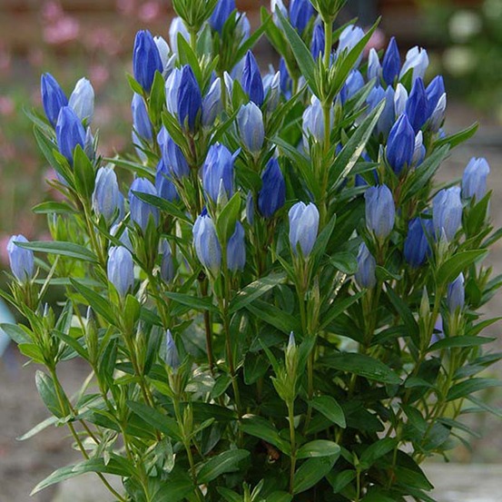 Gentiane 'blue star' godet de 8/9 cm