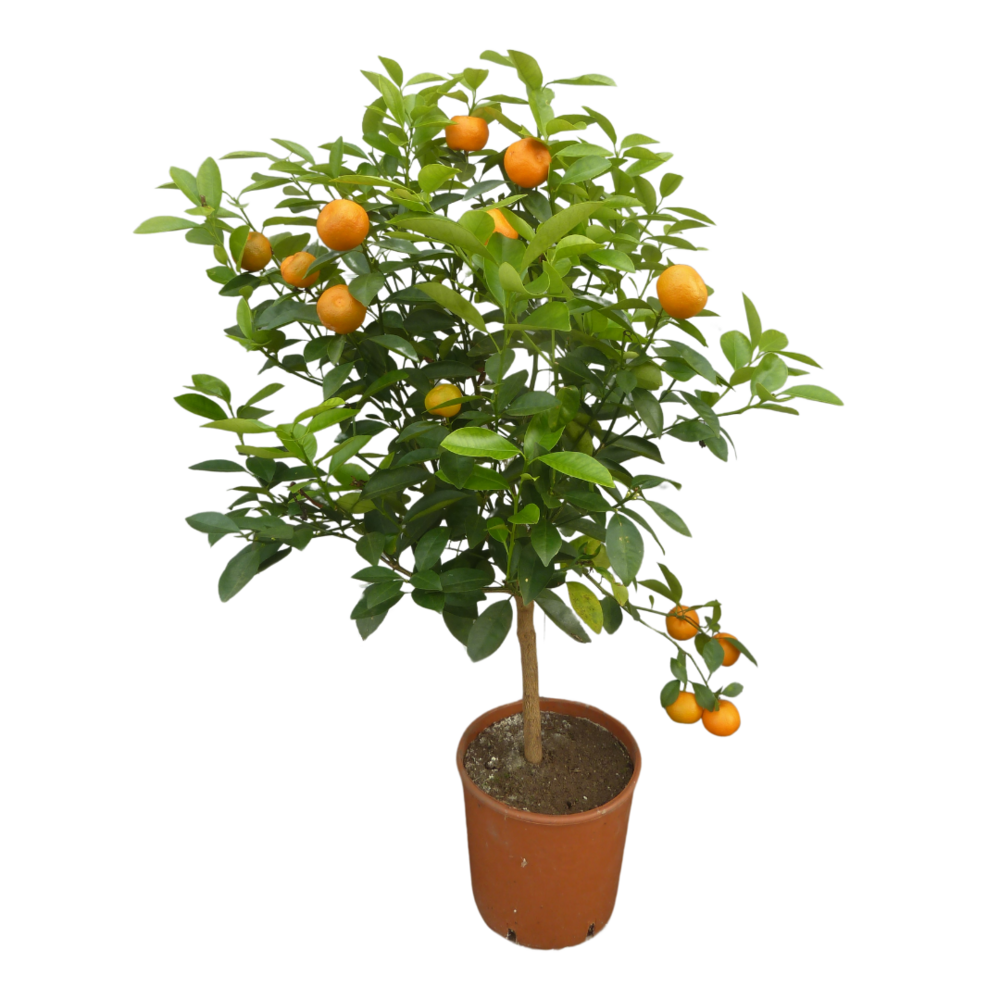 Calamondin | citrus madurensis - pot rond de 5 litres, hauteur 60/80 cm