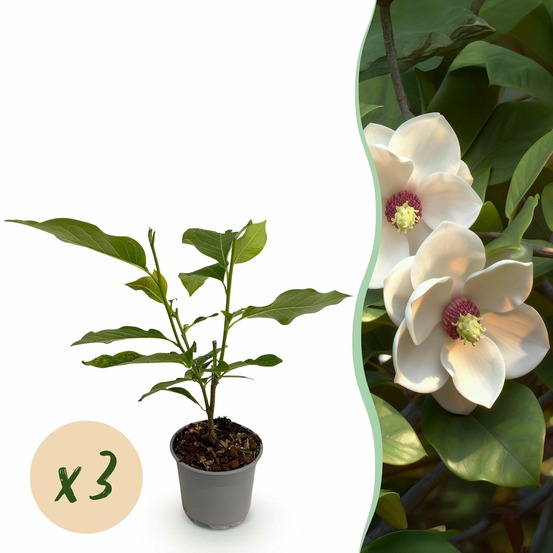 Magnolia sieboldii – lot de 3 – pot 12 cm – hauteur 30 cm