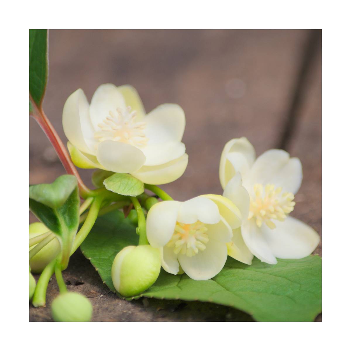 Magnolia grimpant grandiflora/schisandra grandiflora[-]pot de 3l - echelle bambou 60/120 cm