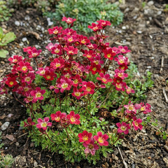 Lot de 6 - saxifraga carpet purple robe - saxifrage - h. 10-20 cm