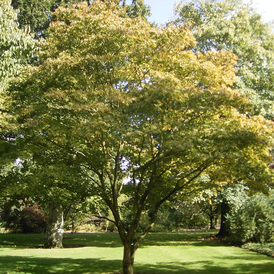 Érable du japon 'ozakazuki' pot de 7,5l/10l