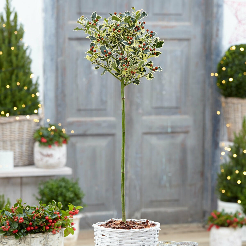 Houx argenté sur tige - le pot / 3l / tige 50cm / hauteur livrée 40-50cm