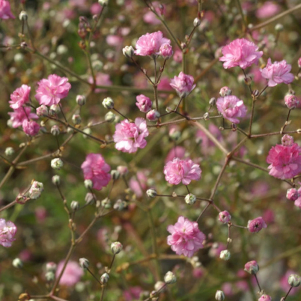Gypsophile paniculée flamingo godet - 5/20 cm