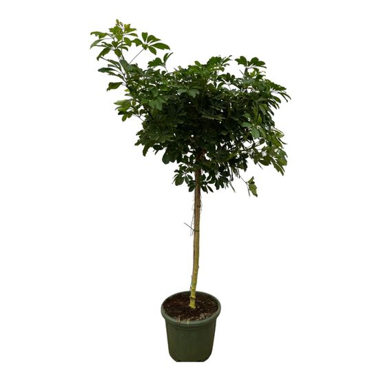 Schefflera nora stam - h220 cm - ø45 cm