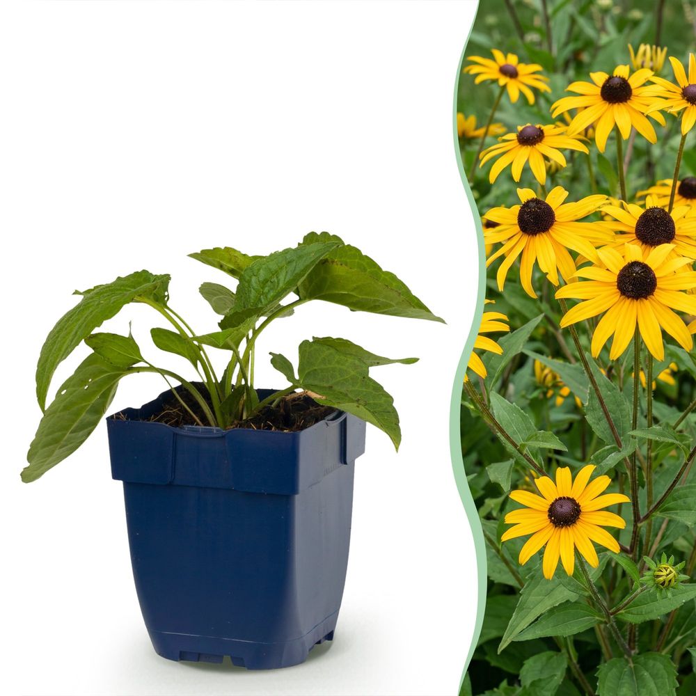 Rudbeckie 'goldsturm' - pot 11 cm - hauteur 25 cm