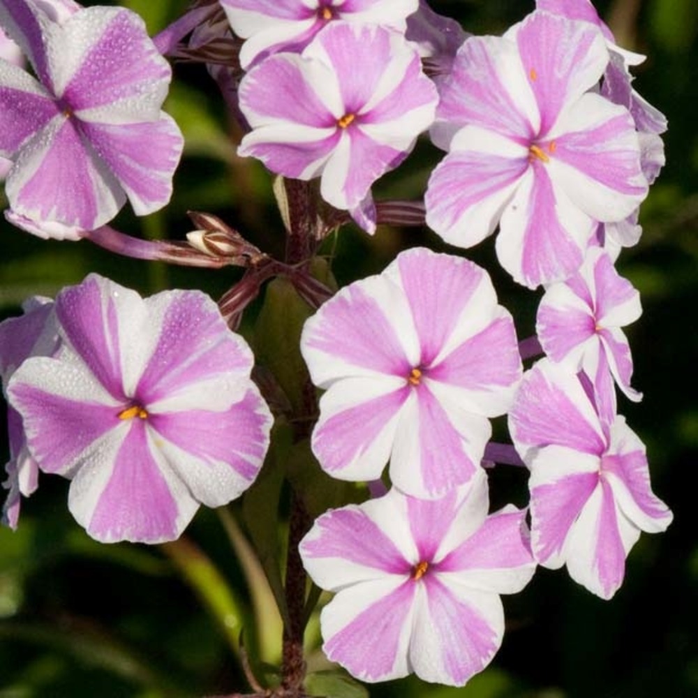Phlox maculé 'natasha' godet de 8/9 cm