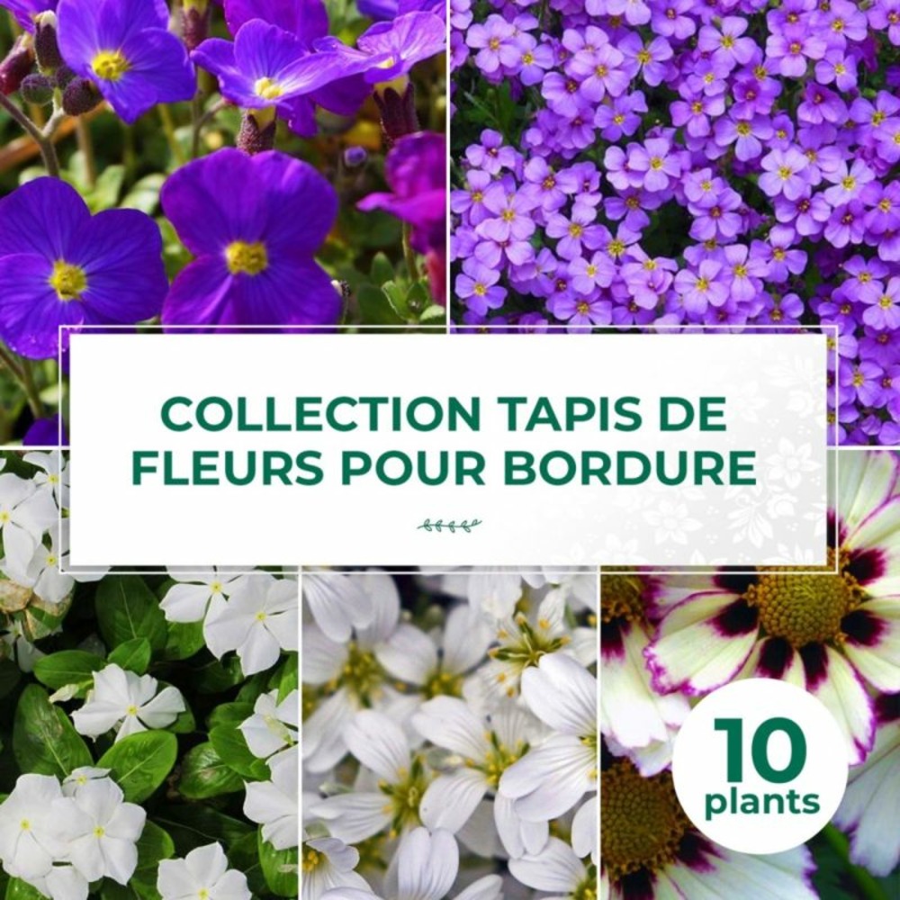 Collection de 10 vivaces tapis de fleurs pour bordure
