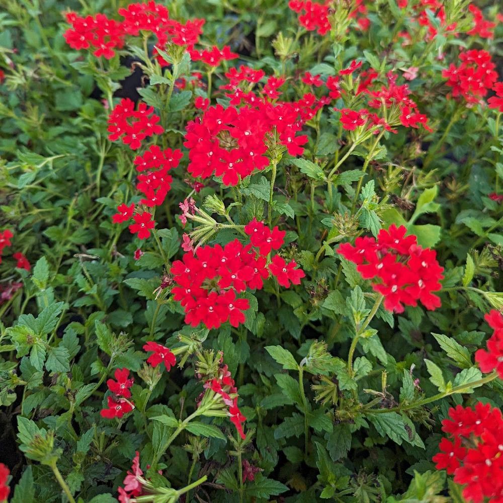 Verveine du pérou lot de 9 godets