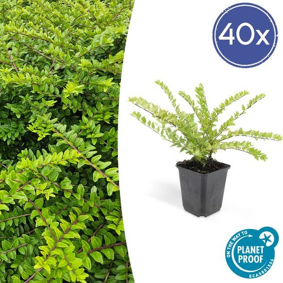Chèvrefeuille arbustif 'maigrün' x40 – entre 2,5 et 3,33m2