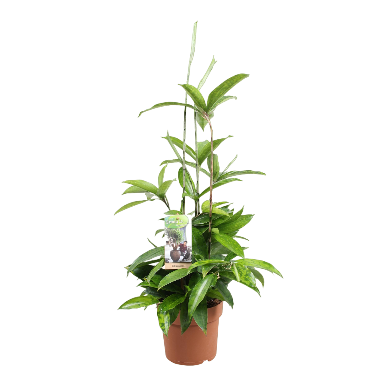 Plante d'intérieur - dracaena 'surculosa' 55.0cm