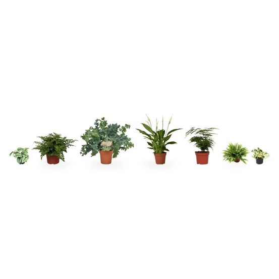 Salle de bain lumineuse - 7 plantes aux feuillages variés