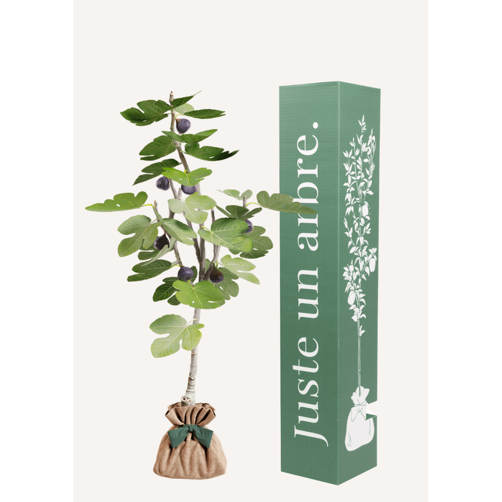 Figuier | idée cadeau naissance, mariage, anniversaire - à planter en intérieur ou extérieur.