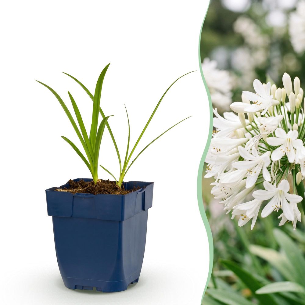 Agapanthe 'albus' - lot de 6 - pot 11 cm - hauteur 25 cm