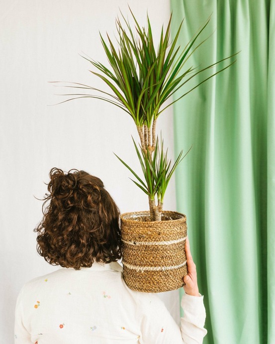Dracaena marginata 80cm - plante d'intérieur
