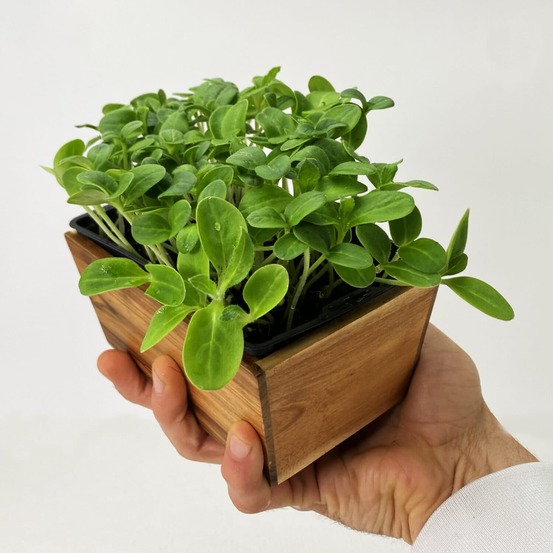 Graines de micro pousses de bourrache