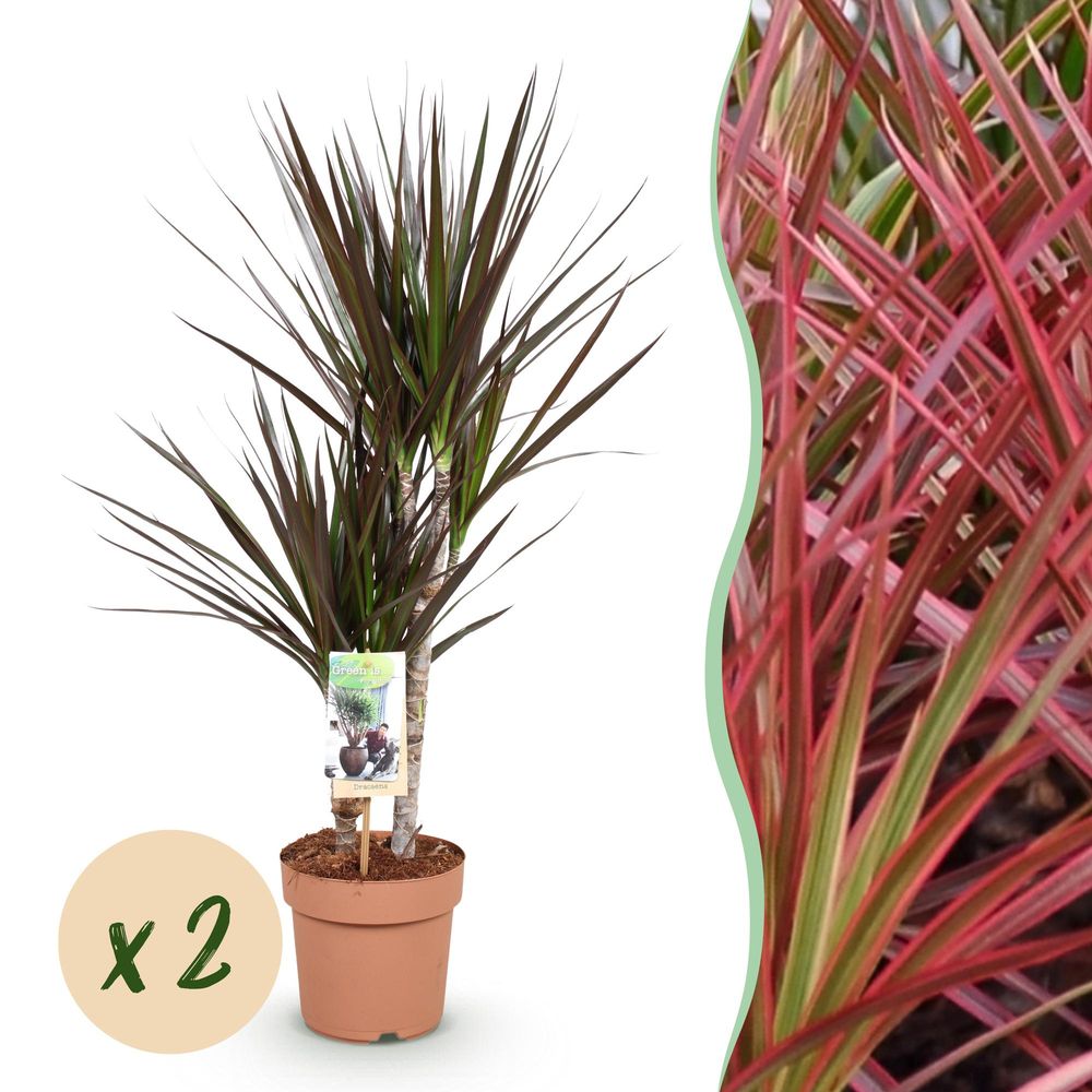 Dracaena magenta - arbre dragon - lot de 2 plantes - pot de 17cm - hauteur 70-80cm