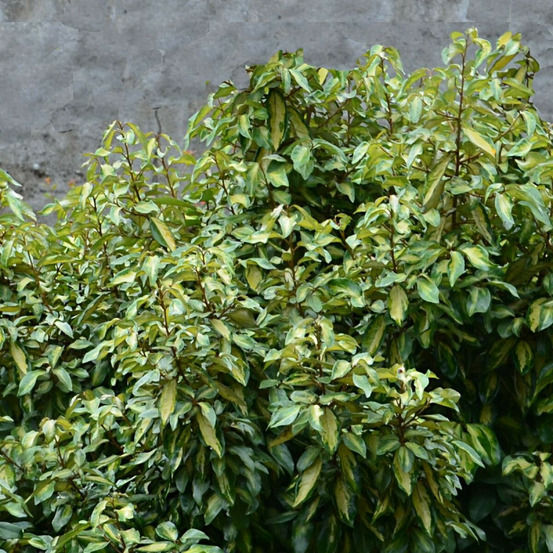 Elaeagnus panaché maryline® 'abrela', chalef pot de 4l - 40/60 cm