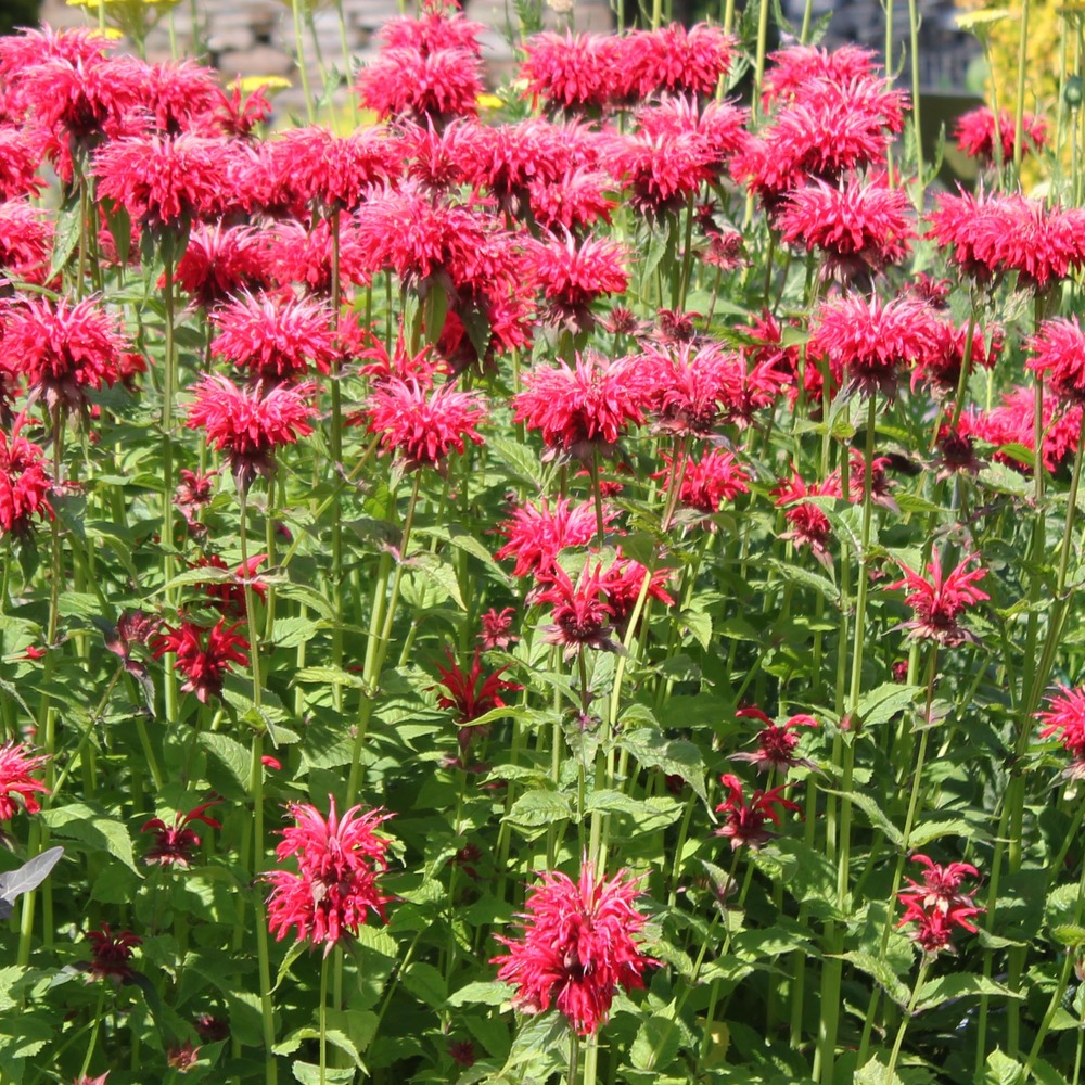 Monarde 'gardenview scarlet' godet de 8/9 cm