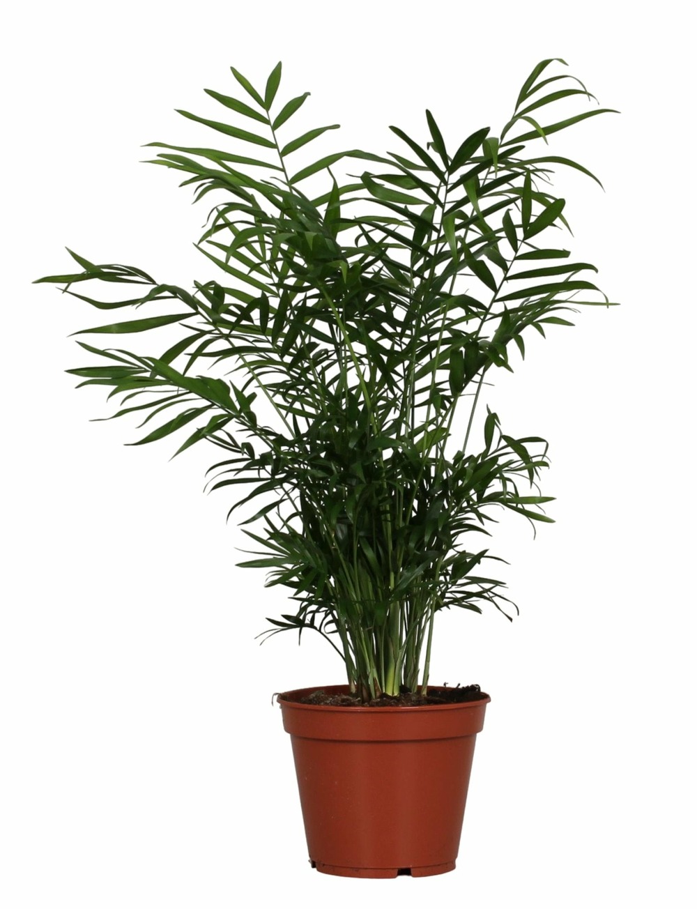 Chamaedorea elegans - h55 cm - ø17 cm