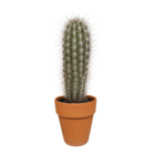 Pachycereus pringlei et son cache-pot terracotta h40cm - cactus d'intérieur