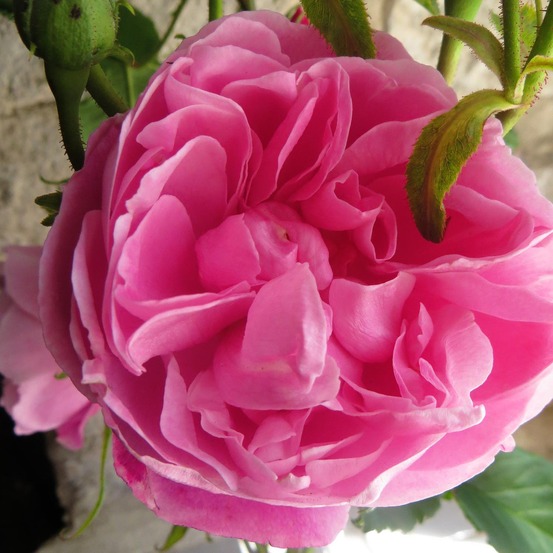 Rose des peintres 'fantin latour' racines nues en motte