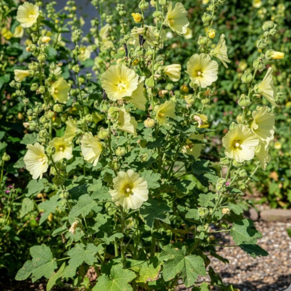 Rose trémière russe  godet - 5/20 cm